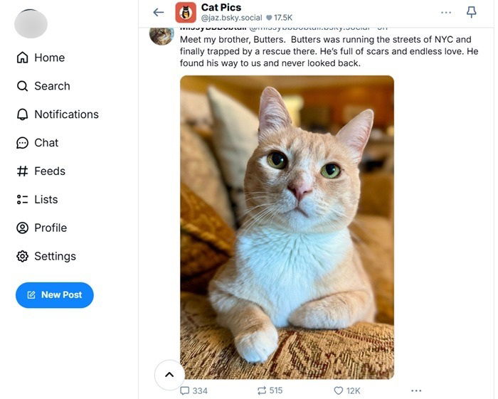 猫の写真はブルースカイでの大きな引力です。